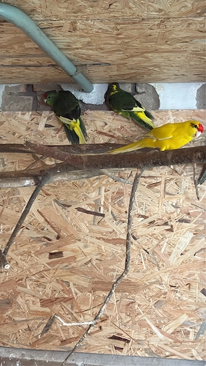 junge Ziegensittiche abzugeben