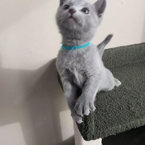 Russisch Blau Katzenbabys   Jetzt reservieren
