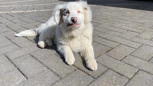 Mini-Aussi Hündin "Lumi" taub, mit Gentest