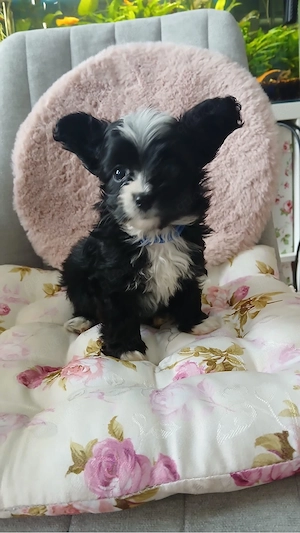 toypudel x papillion 