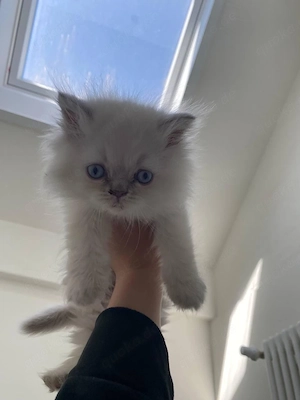 baby katzt