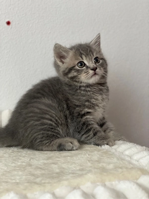 BKH Kitten