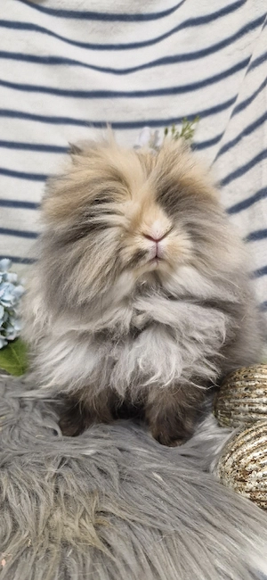 Niedliches Zwergkaninchen, Löwenkopf Teddyzwerg