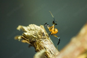 Gelbe Orchideenmantis HELVIA CARDINALIS 