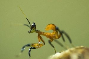 Gelbe Orchideenmantis L4 Gottesanbeterin 