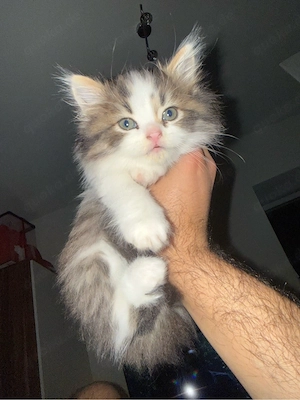 baby katze 