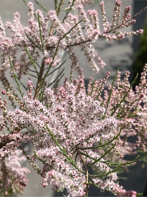 Weiden, Tamarisken, und ander Bienenfreundliche Pflanzen 