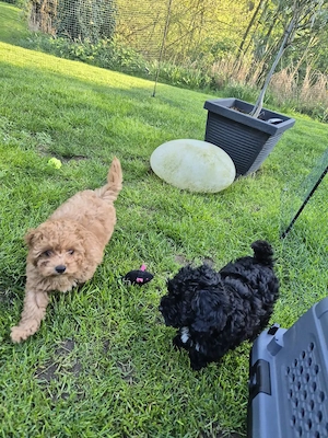 Maltipoo Rüde und Hündin 