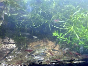 Garnelen Leitungswasser bunt