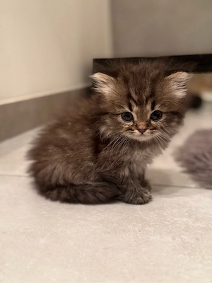 baby katze  Bild 2