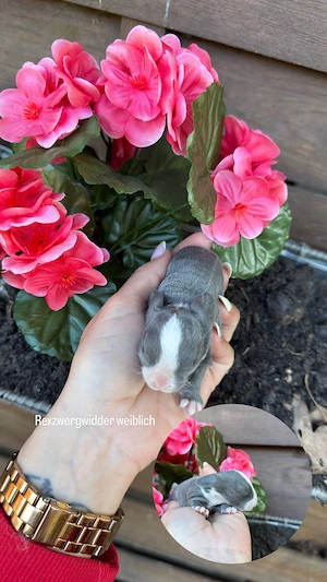 Superzahme Zwergwidder, Löwenköpfchen und Rexzwergwidder dürfen reserviert werden 