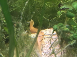 L144 Yellow Blue Eye 