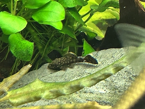 Antennenwelse braun Bild 4