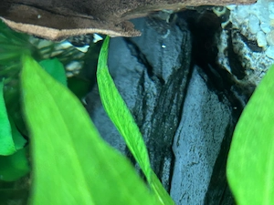 Antennenwelse braun Bild 5