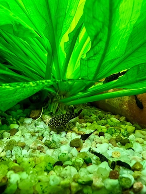 Antennenwelse braun Bild 2