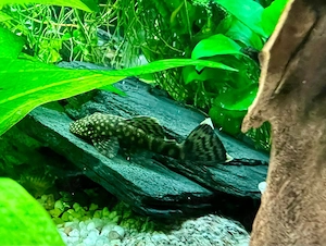 Antennenwelse braun Bild 3