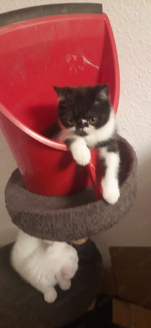 britisch kurzhaar bkh kitten mix 