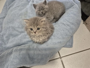 bkh  kitte zu verkaufen 