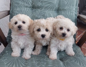 Zuckersüße Maltipoo Welpen, weiblich, weiß, creme und beige