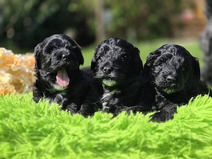 2 Havapoowelpen suchen liebevolle Hände