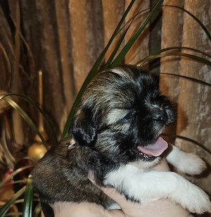 Shih-tzu Welpen 