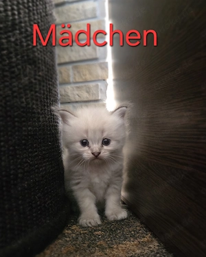 Reinrassige Ragdoll Kitten, Kater und Kietz 