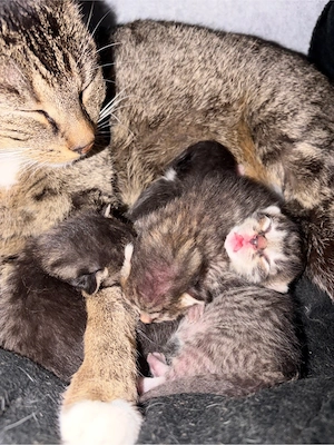 Süße Katzenbabys suchen ein liebevolles Zuhause    Bild 4
