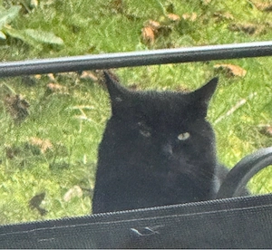 Süße Katzenbabys suchen ein liebevolles Zuhause    Bild 3