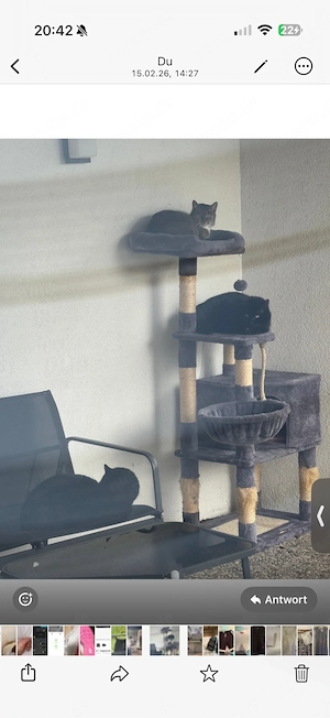 Süße Katzenbabys suchen ein liebevolles Zuhause    Bild 5