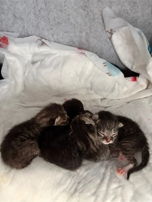 Süße Katzenbabys suchen ein liebevolles Zuhause    Bild 2