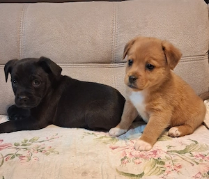 Zuckersüße Chihuahua-Mops-Bolonka Mix Welpen 