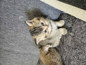 Bkh kätzchen  ( nur noch 1 zu haben )