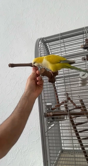 mönchssittich