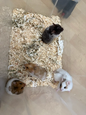 Teddy Hamster Babys