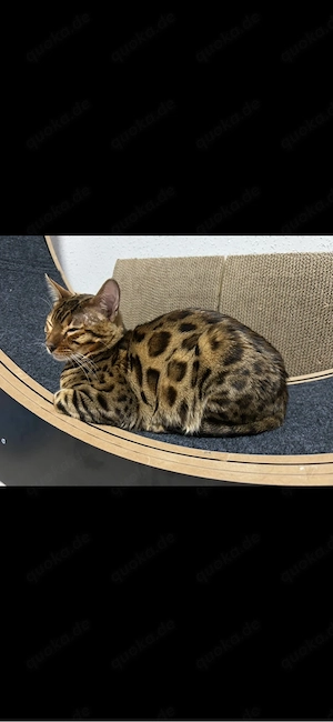 Bengal kater Bild 2