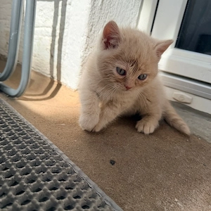 BKH Katerchen zu verkaufen   verspielt & sehr menschenbezogen   