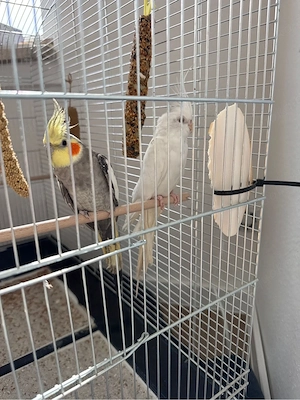 Nymphensittich-Paar zusammen mit einem geräumigen Käfig&Zubehör abzugeben 