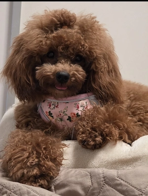 Asiatische Toypudel Mädchen 1 Jahr alt 