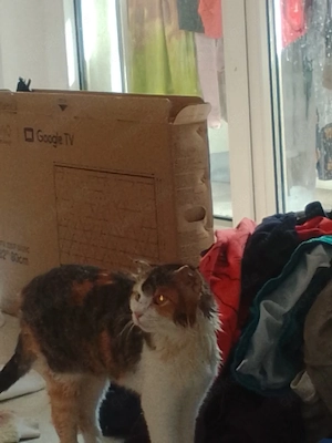 ich verkaufe meine zwei scheue katzen lassen sich abenzu schtreischeln 