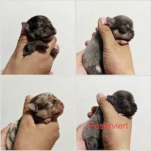 Typvolle Chihuahua Welpen in Kurzhaar