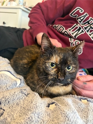 Mika sucht dringend neues Zuhause