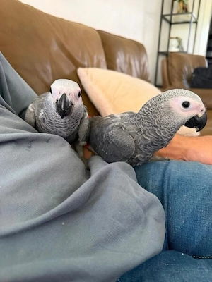 Zwei junge Graupapageien zu verkaufen