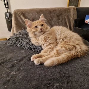 Wunderschöne BKH + Heilige Birma Kitten Katzenbaby 
