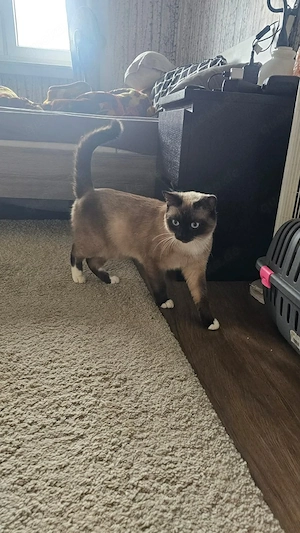 Schöner Kater in dresden sucht ein liebevolles Zuhause 