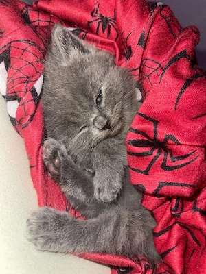 Wunderschöne bkh Kitten in liebevolle Hände abzugeben Bild 3