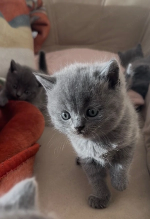 Wunderschöne bkh Kitten in liebevolle Hände abzugeben Bild 2