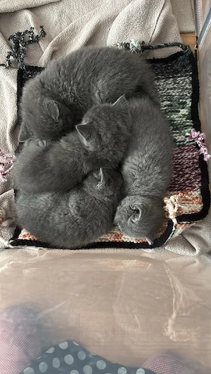 Wunderschöne bkh Kitten in liebevolle Hände abzugeben Bild 8