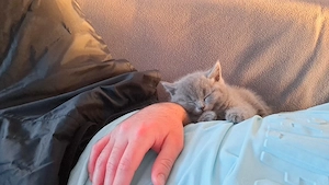 Wunderschöne bkh Kitten in liebevolle Hände abzugeben Bild 7