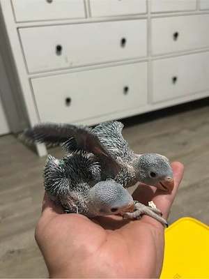 Handaufzucht Halsbandsittiche Baby papagei