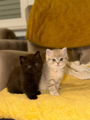 Kitten BKH   Baby Katzen